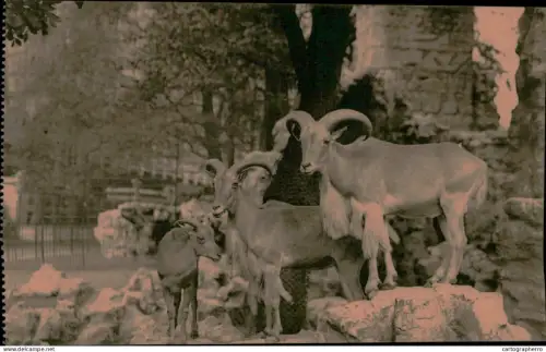 A5925 Antwerpen Dierentuin Anvers Jardin Zoologique mouflons