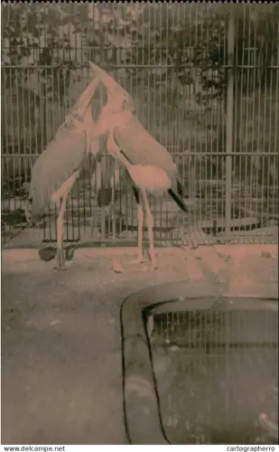 A5925 Antwerpen Dierentuin Anvers Jardin Zoologique marabous du Congo