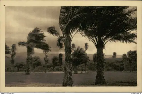 A5925 Belgian Congo palmiers dans la tornade