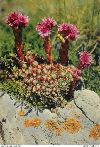 A5400 Switzerland Sempervivium alpine flora