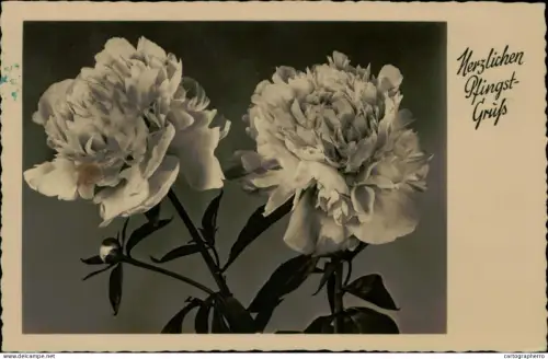 A5936 Pentecost carnation flowers greetings postcard