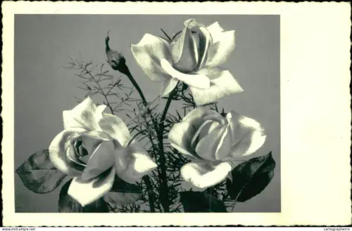 A5936 Postcard roses greetings