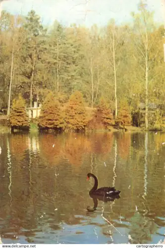 A5413 Romania lake black swan place to identify