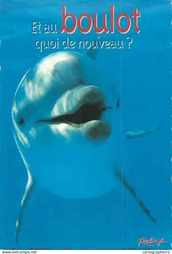 A5409 Dolphin humour funny postcard