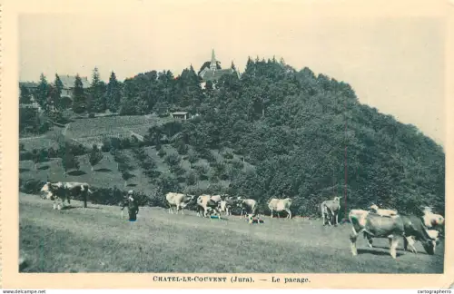 A5985 France Chatel le Couvent (Jura) le pacage vaches