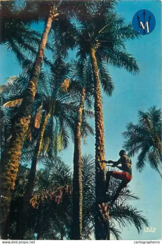 A5456 Senegal Cap Skiring Club Mediterranee palm trees detail aspect