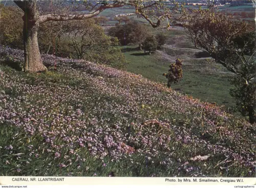 A5451 Wales Caerau near Llantrisant flowery field