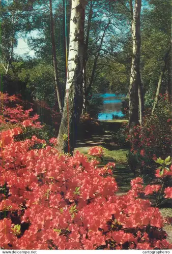 A5527 England Windsor Great Park Valley Gardens Virginia Water