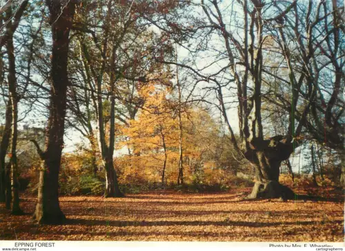A5527 England Epping Forest autumn colours