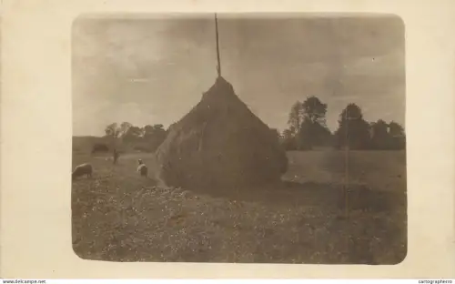A5966 Haystacks in a rural landscape