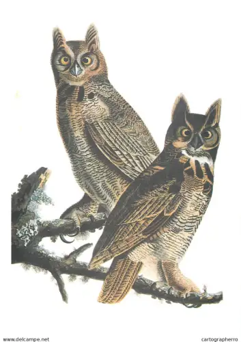 Ornithological illustration Owls format 17 x 24 cm