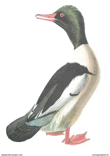 Ornithological illustration Goosander format 17 x 24 cm