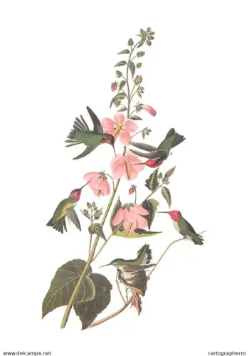 Botanical and ornithological illustration James Audubon from his famous work Birds of America Hummingbirds 17 x 24 cm