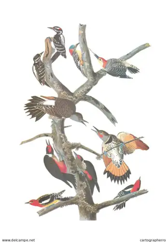 Birds Poster Print botanical and ornithological illustration James Audubon from his famous work, "The Birds of America."