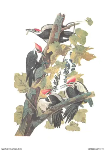 Birds Poster Print painted woodpeckers Old Paper format 17 x 24 cm