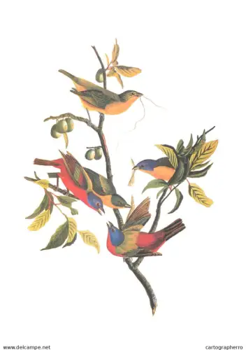 Birds Poster Print painted finch Old Paper format 17 x 24 cm