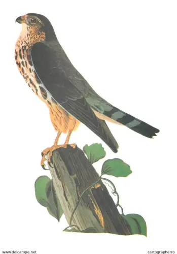 Birds Poster Print merlin Old Paper format 17 x 24 cm