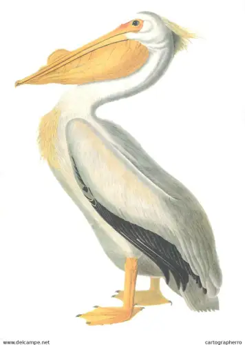 Birds Poster Print the pelican Old Paper format 17 x 24 cm