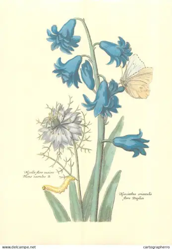 Botanical Poster Print Hyacinth of Orient and Nigelle of Damascus Old Paper format 16 x 23 cm