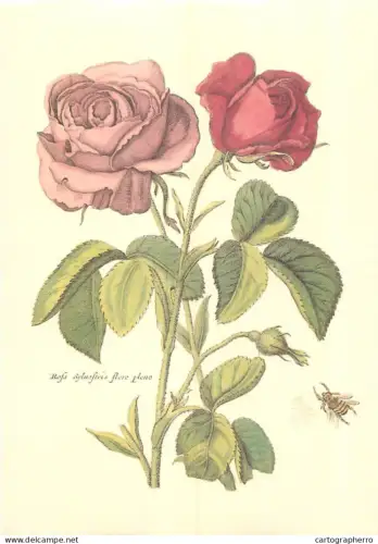 Botanical Poster Print Roses and Bee Old Paper format 16 x 23 cm