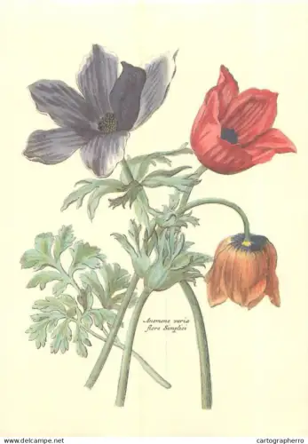 Botanical Poster Print Anemone varieties Old Paper format 16 x 23 cm