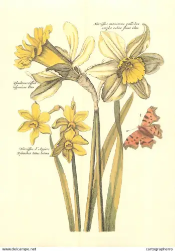 Botanical Poster Print Daffodil, Narcissus and Butterly Old Paper format 16 x 23 cm
