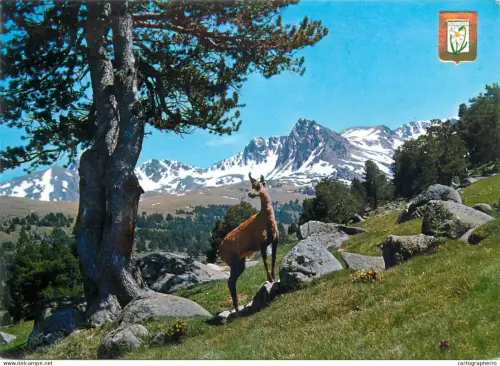 A5497 Valls d'Andorra Vall d'Envallira chameau