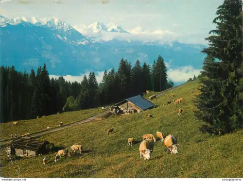 A5539 Switzerland Beatenberg Rischerentali Blumlisalp Morgenberghorn Dreispitz mountain rural area cows