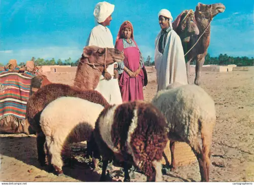 A5570 Nomads ethnic types with camels and sheep