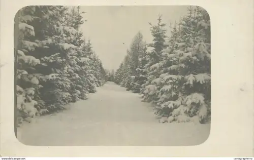 A5974 Photographic postcard winter scene featuring a snow-covered path lined with evergreen trees