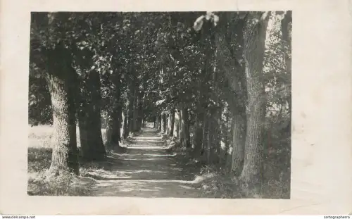 A5974 Photographic postcard trees alley place to identify sent to Riga 1909