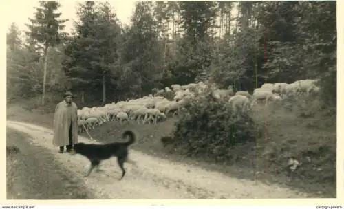 A5974 Photographic postcard shepherd