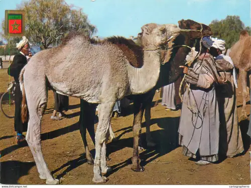 A5570 Morocco types and scenes camels market