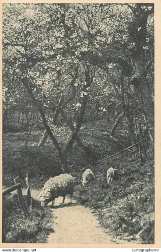 A6018 Blutenpracht im Altenlande