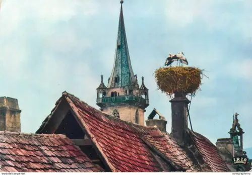 A5590 France Obernai Alsace nid des cigognes