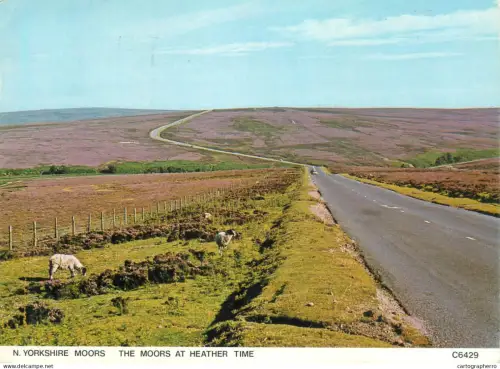 A5590 England N. Yorkshire Moors - heather time - rural scenery