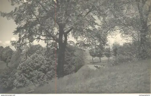 A6051 scenic postcard from the early to mid-20th century rural landscape with trees