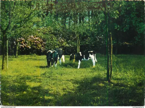 A5607 Belgium Herstellingsoord "Zonnelied" Franciskanissen Missionarissen Van Maria cows