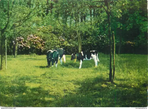 A5607 Belgium Herstellingsoord "Zonnelied" Franciskanissen Missionarissen Van Maria cows