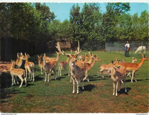 A5603 Belgium De Panne "Meli" Park Adinkerke herd of fallow deers