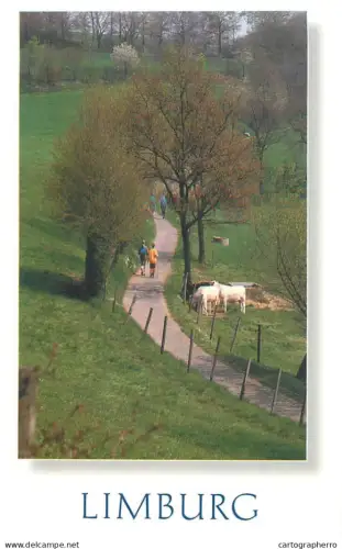 A5627 Netherlands Limburg rural area road trees