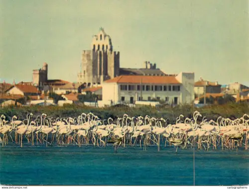A5679 France Camargue flamants roses aux Saintes Maries de la Mer