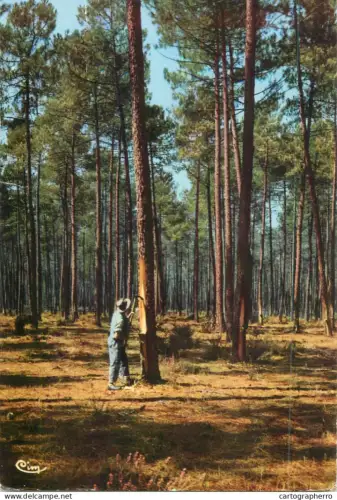 A5678 France Landes de Gascogne forest scenery