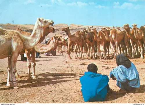 A5676 Africa Morocco camel market