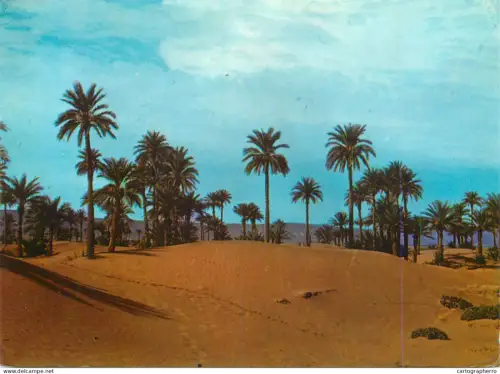 A5676 Africa Morocco Oasis M'Hamid