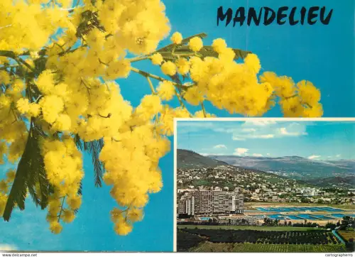A5673 France Mandelieu panorama and blossom tree branch