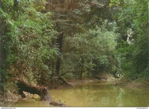 A5696 Brazil Manaus riverbank forest scenery