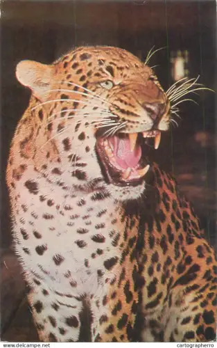 A5686 Animal types Panthera Paradus