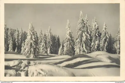 A5683 Forest winter scenery place to identify