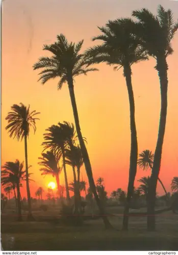 A5697 Tunisia picturesque sunset view oasis palm trees